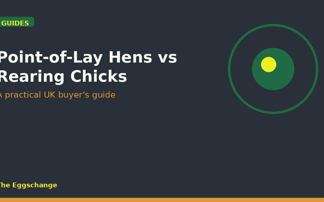 guide point of lay vs rearing chicks uk