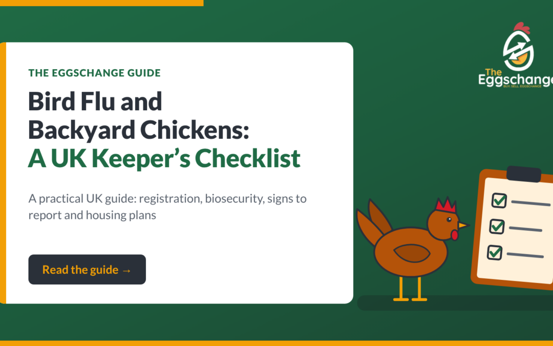 Bird Flu and Backyard Chickens: A UK Keeper’s Checklist