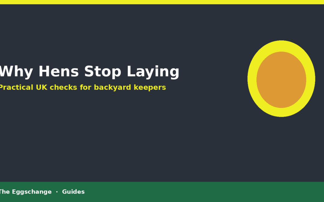 Why Hens Stop Laying in the UK: Practical Checks for Backyard Keepers