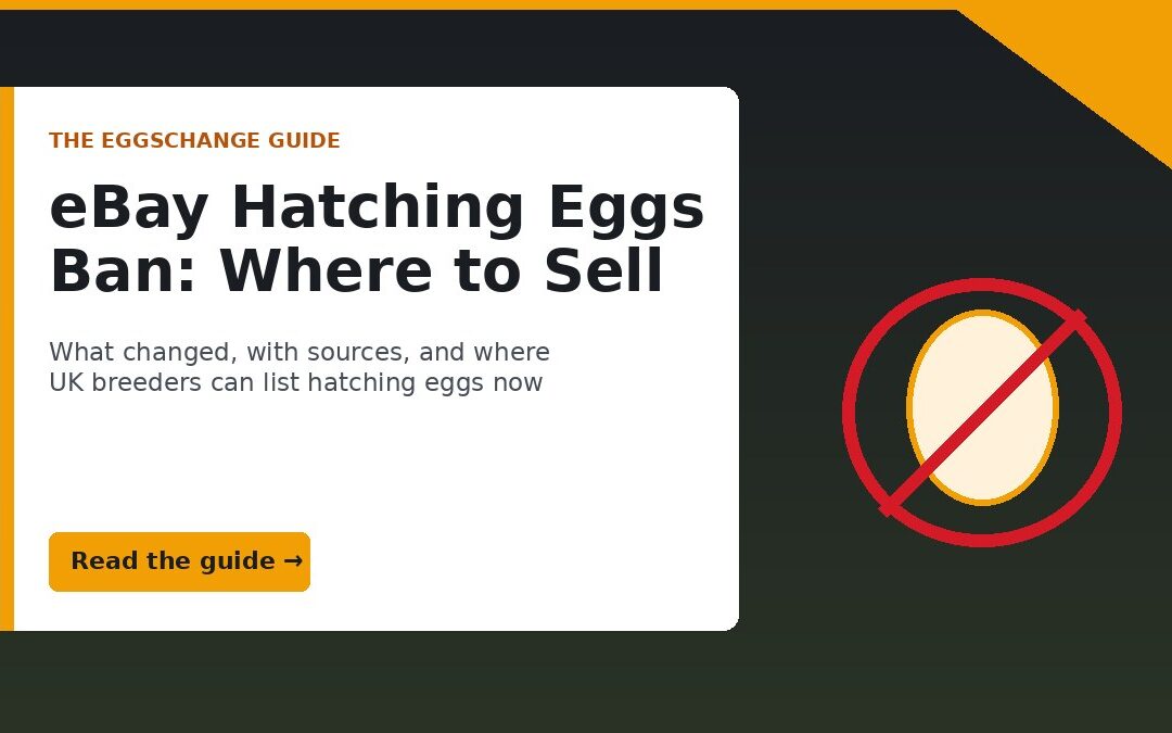 eBay hatching eggs ban: where to sell now, The Eggschange guide cover