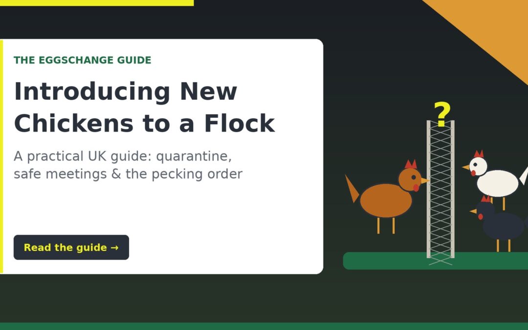 Introducing new chickens to a flock: The Eggschange guide cover showing hens meeting through a mesh fence