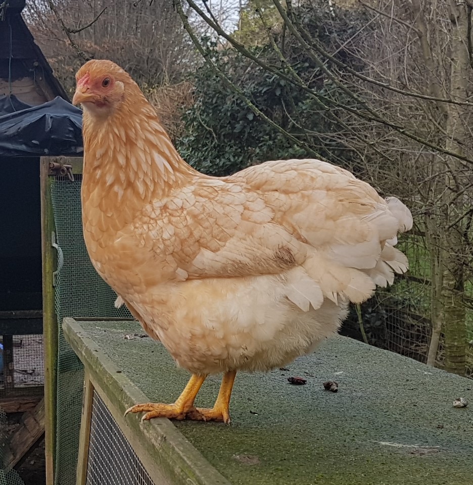 Pretty Unusual Colour Pol Wyandotte Pullets