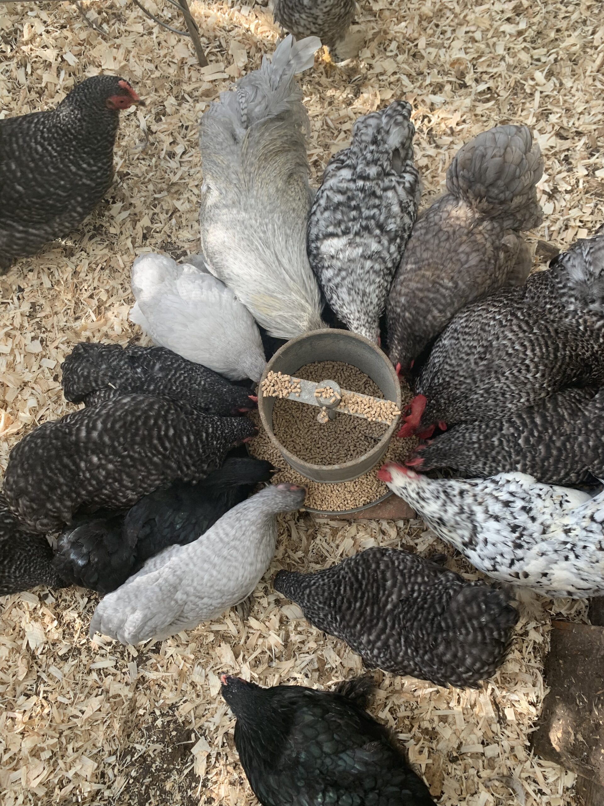 Pekin pullets/ hens
