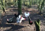 Large Fowl Australorp