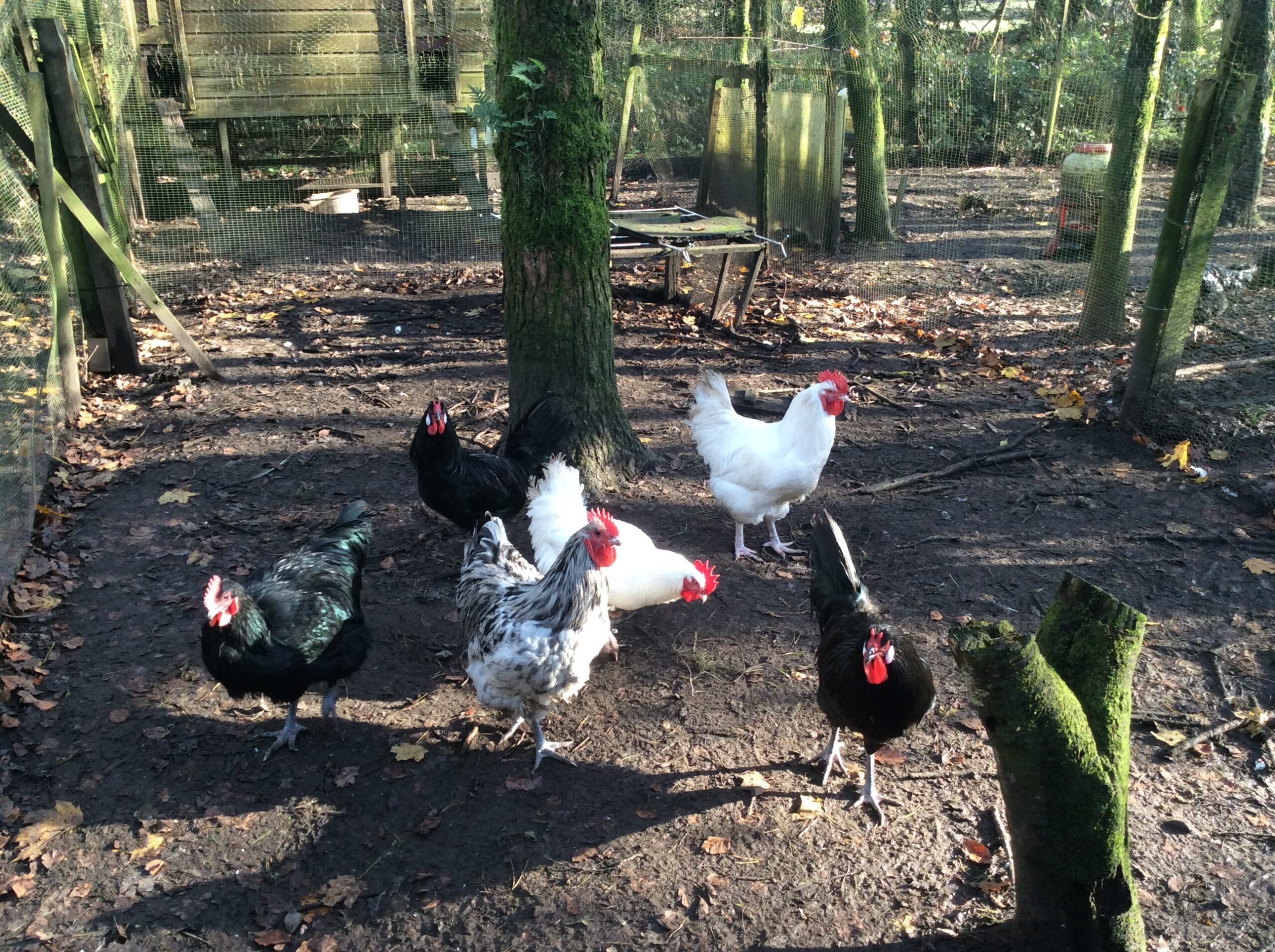 Large Fowl Australorp