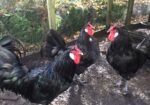 Large Fowl Australorp