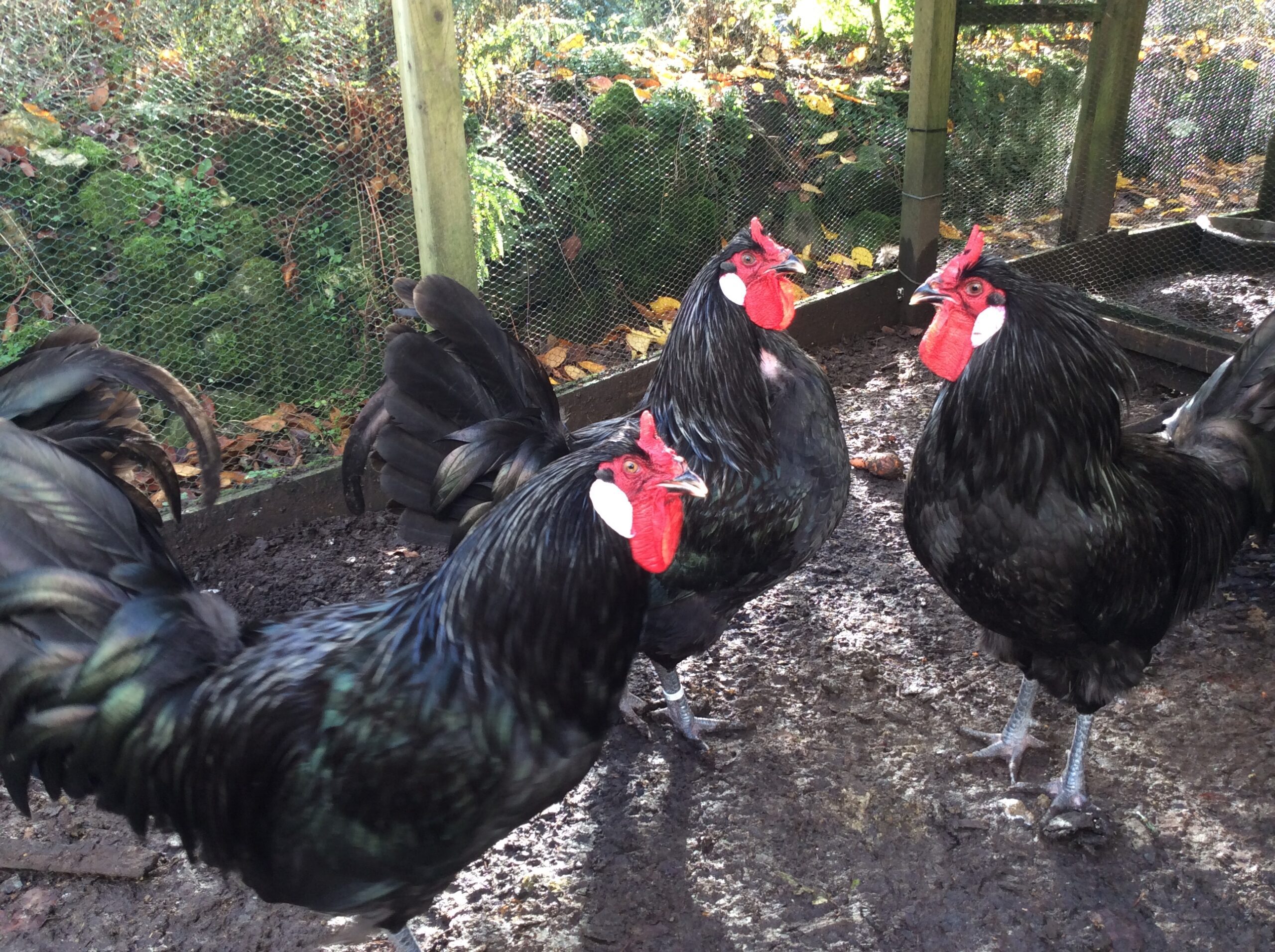 Large Fowl Australorp