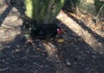 Large Fowl Australorp
