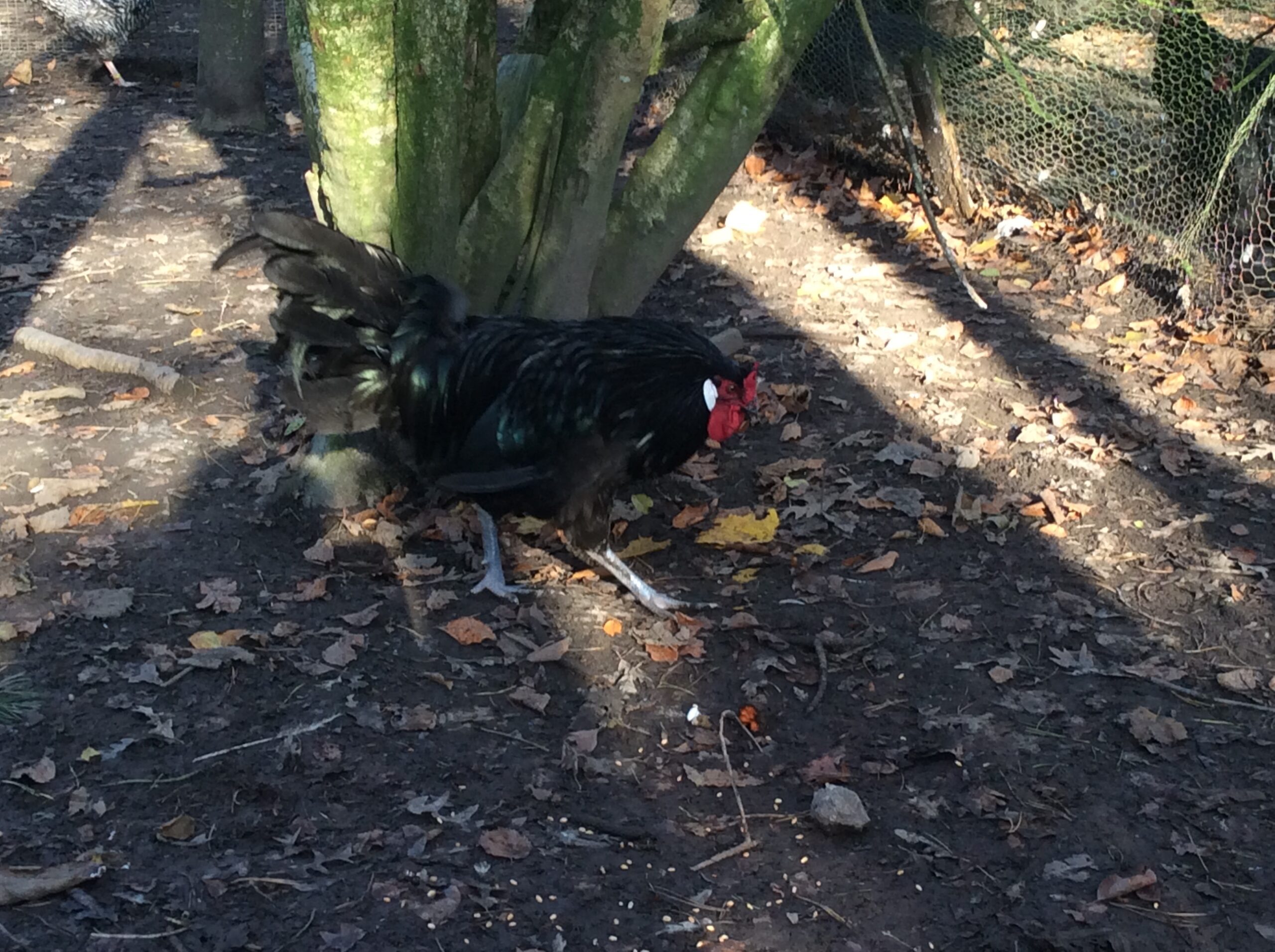 Large Fowl Australorp
