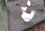 Large Fowl Australorp