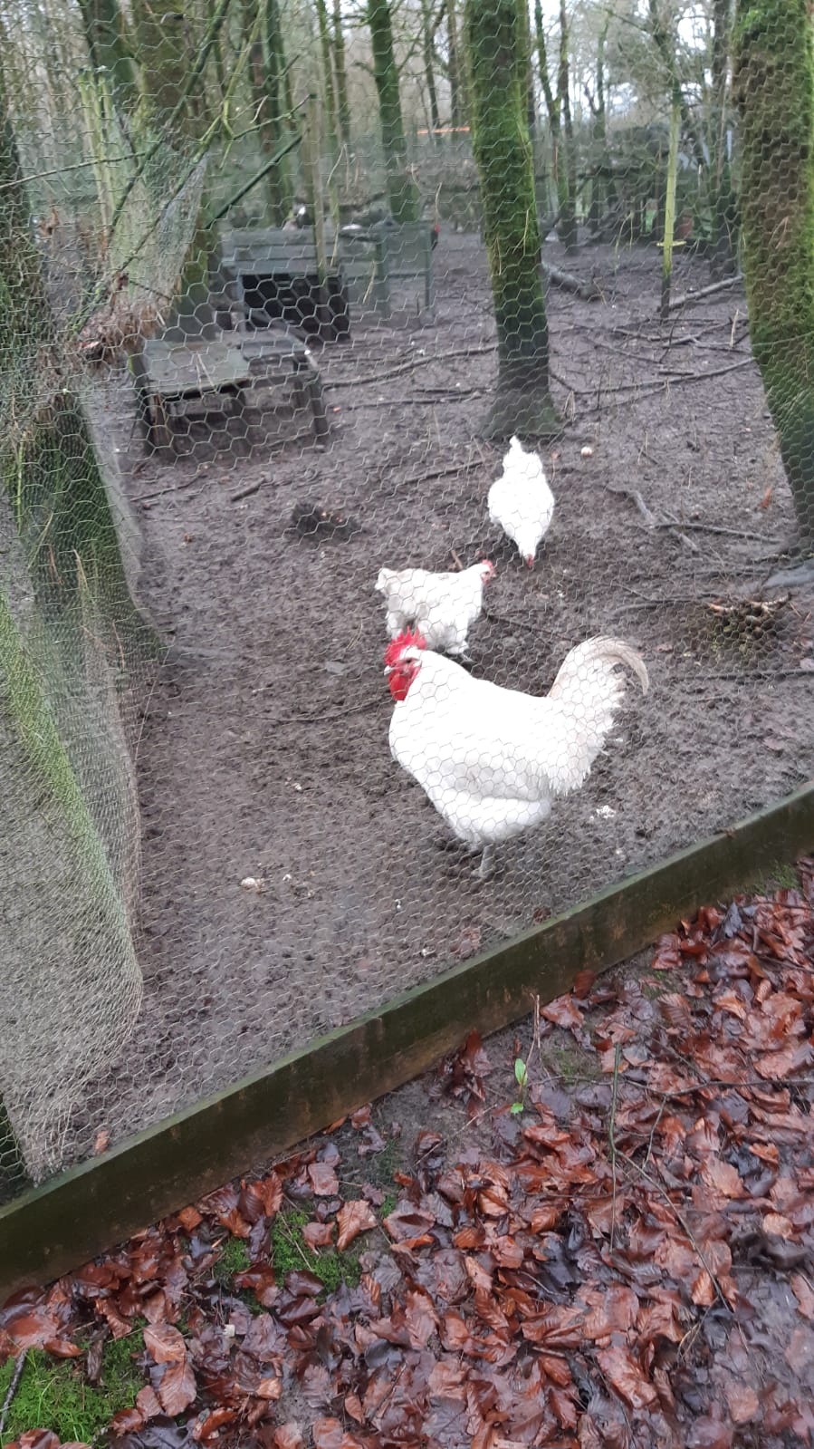 Large Fowl Australorp