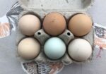 Large Fowl Australorp