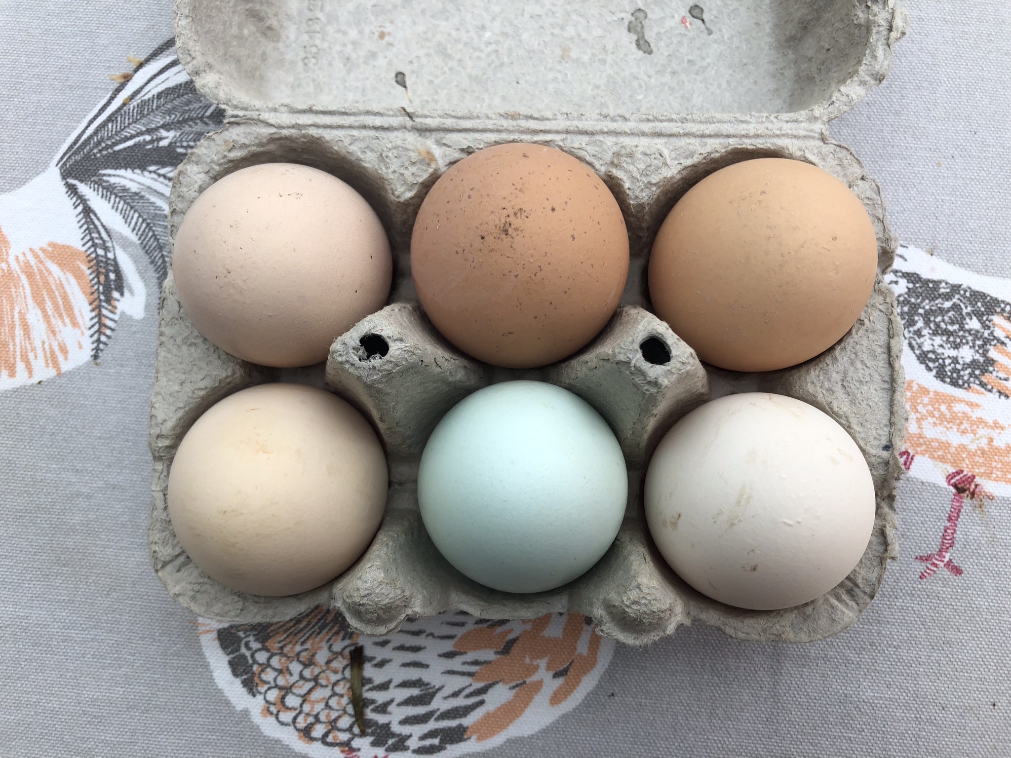 Large Fowl Australorp