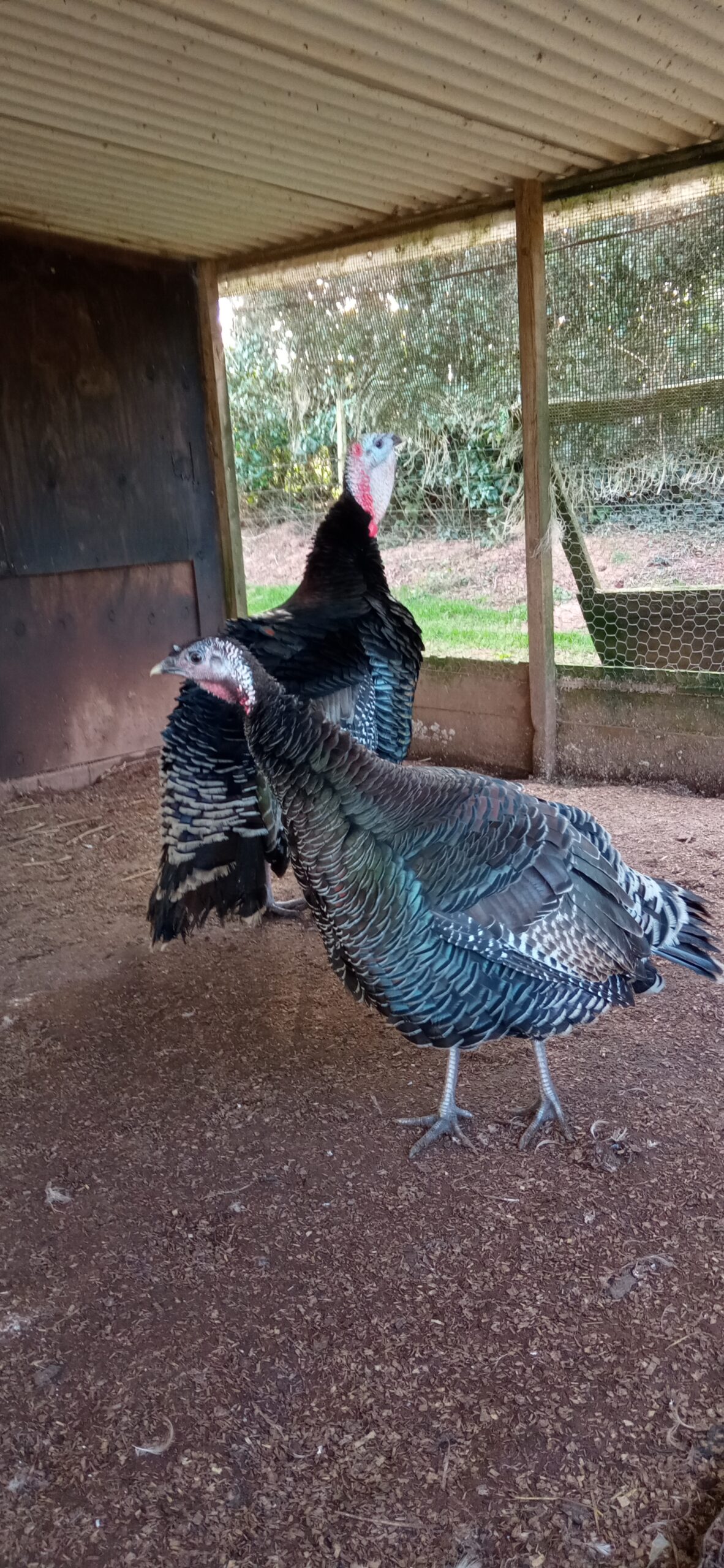 Pair of bronze turkeys