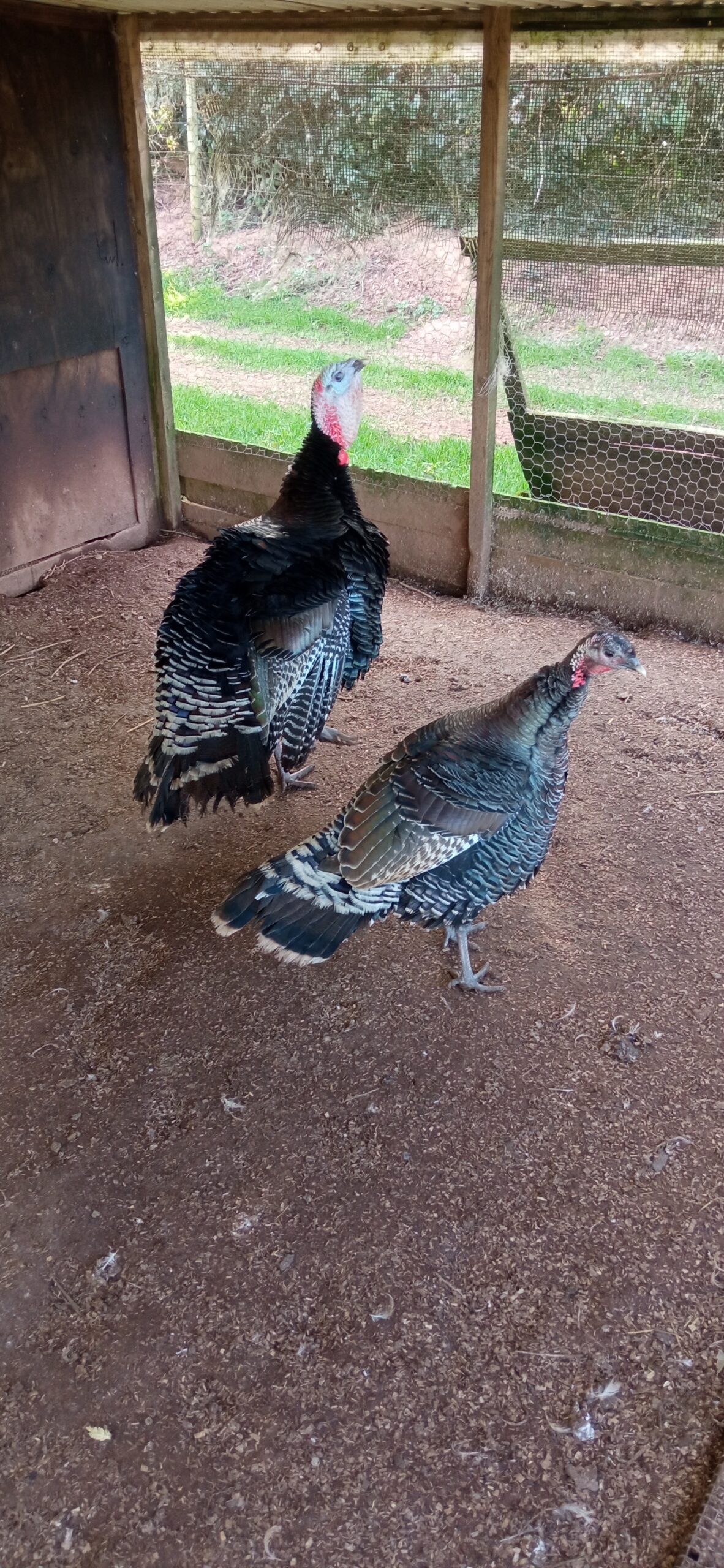 Pair of bronze turkeys