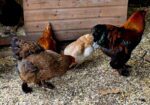 Pure breed Partridge Brahma hatching eggs