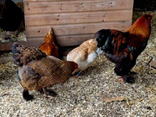 Pure breed Partridge Brahma hatching eggs