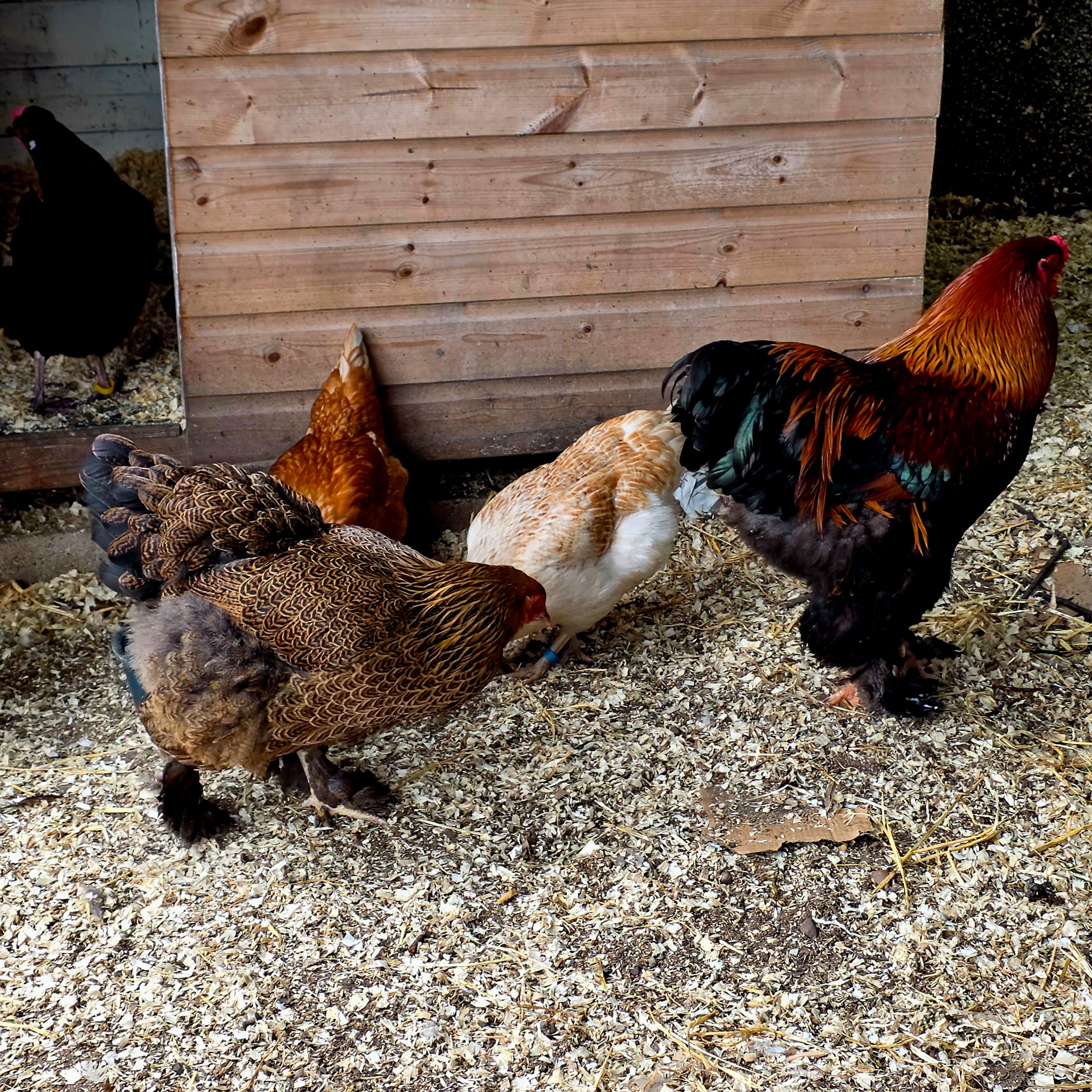 Pure breed Partridge Brahma hatching eggs