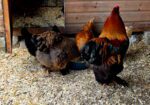 Pure breed Partridge Brahma hatching eggs