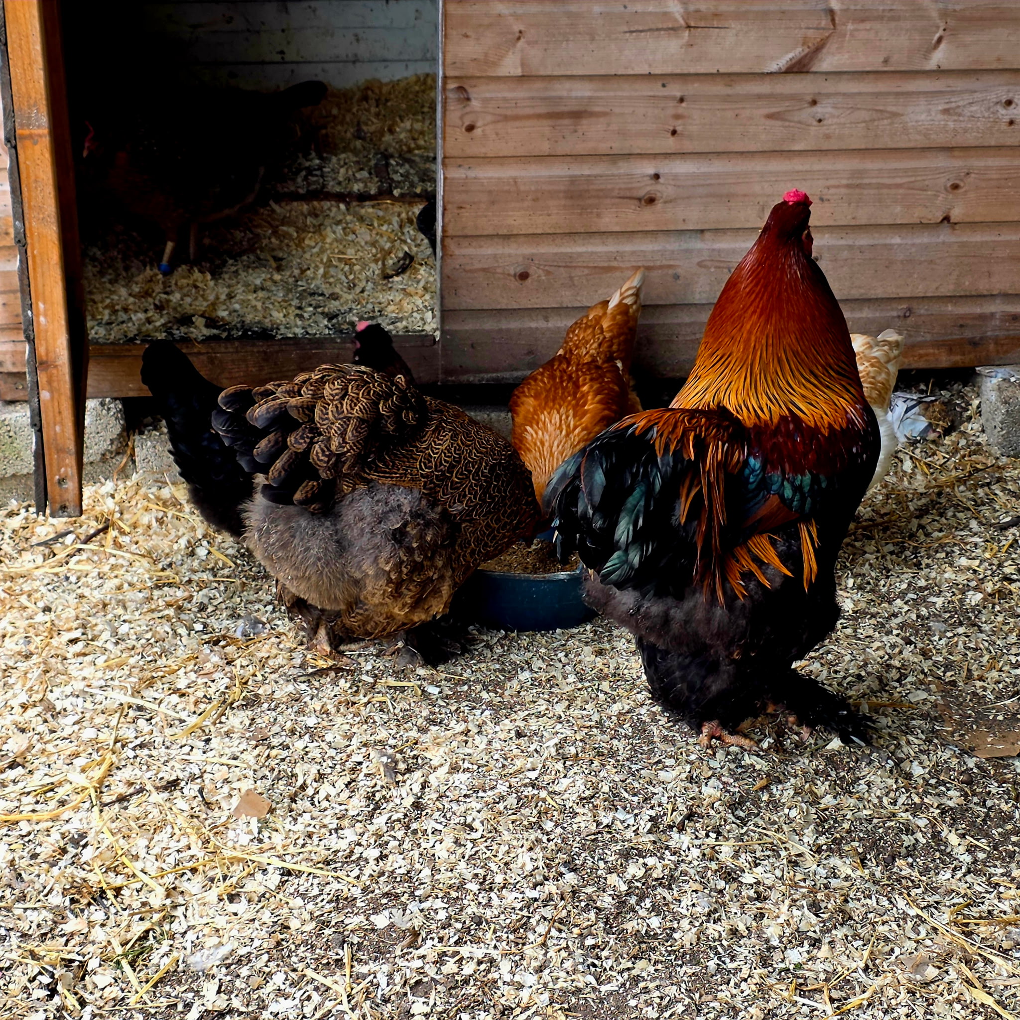 Pure breed Partridge Brahma hatching eggs