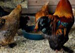 Pure breed Partridge Brahma hatching eggs