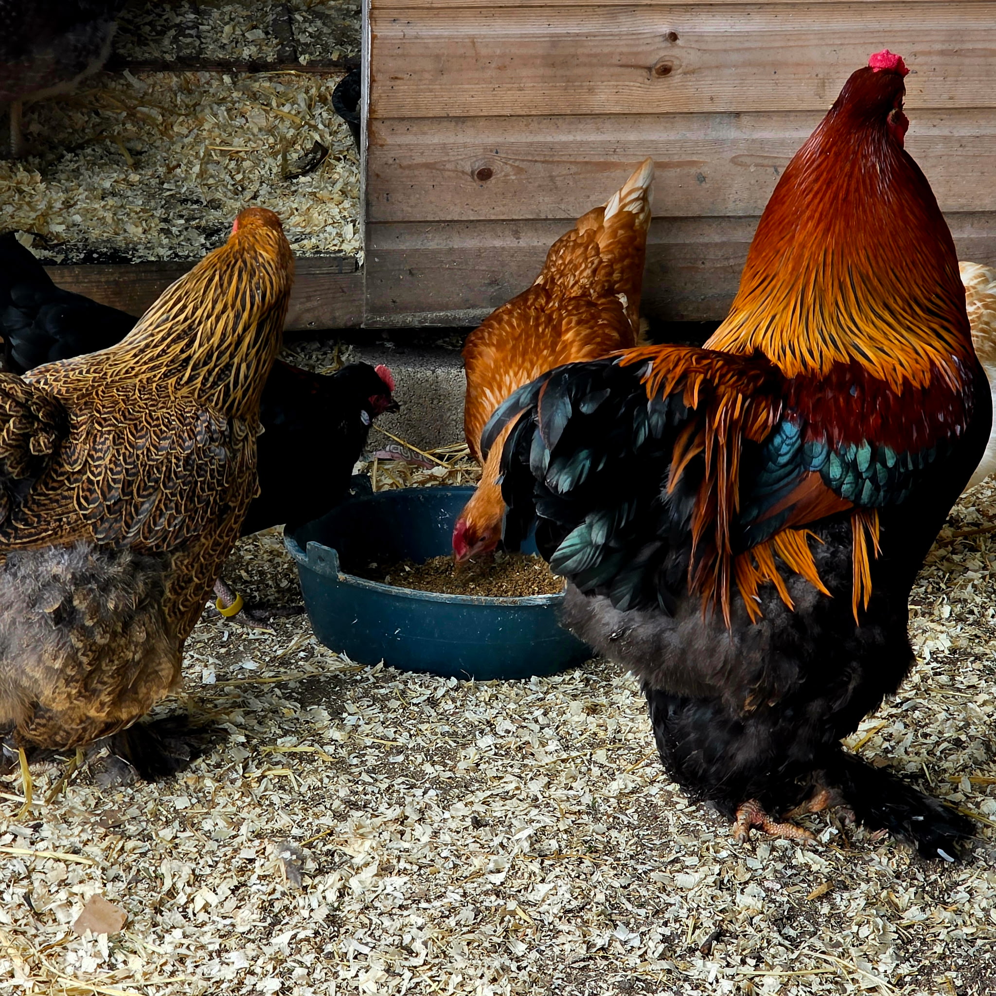 Pure breed Partridge Brahma hatching eggs