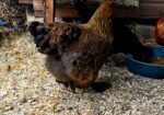 Pure breed Partridge Brahma hatching eggs