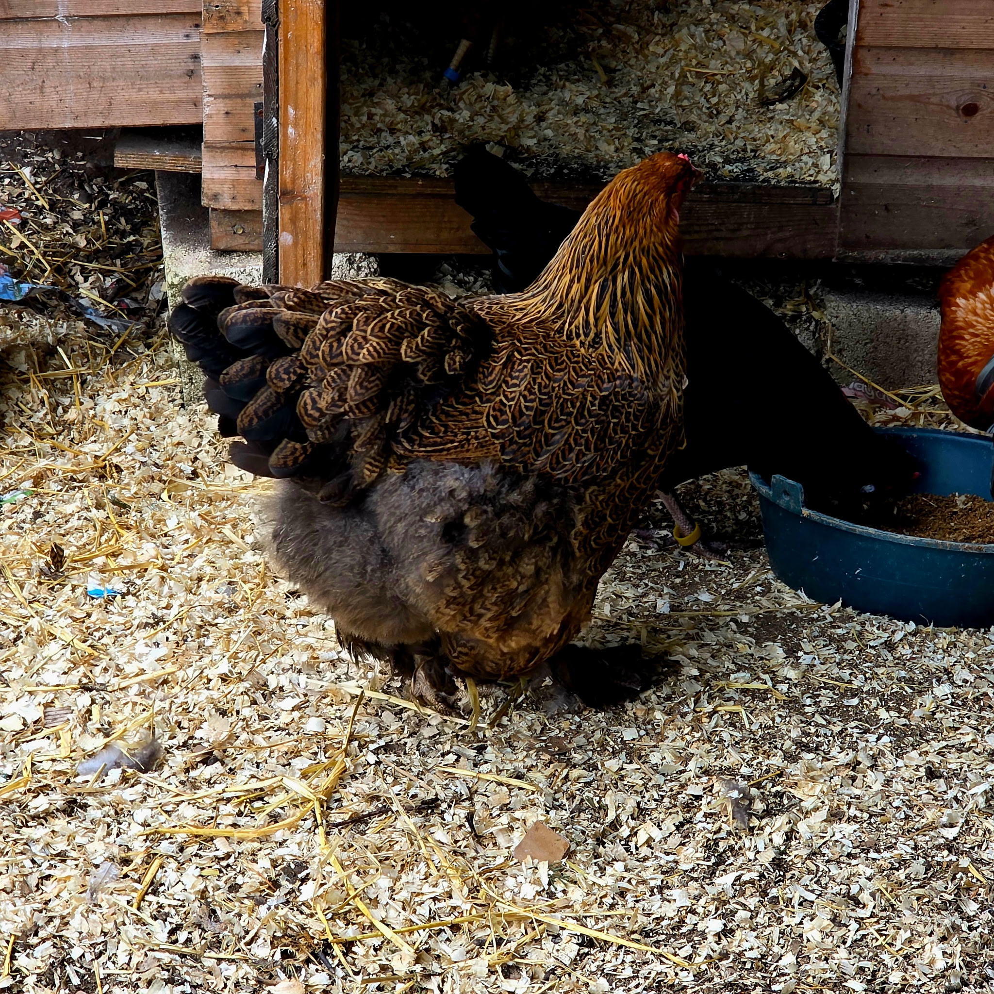 Pure breed Partridge Brahma hatching eggs