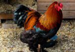 Pure breed Partridge Brahma hatching eggs