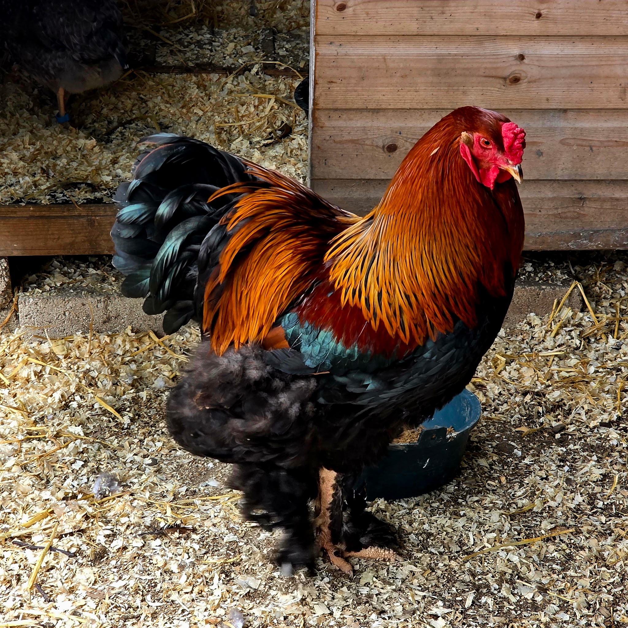 Pure breed Partridge Brahma hatching eggs