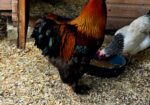 Pure breed Partridge Brahma hatching eggs