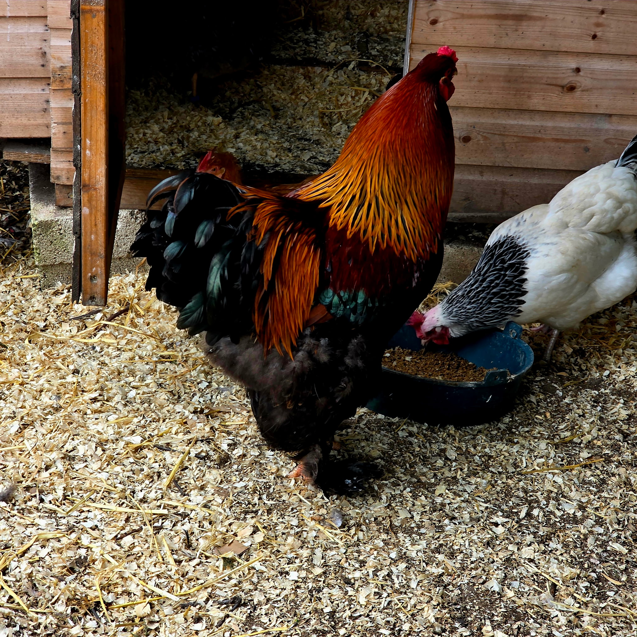 Pure breed Partridge Brahma hatching eggs