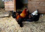 Pure breed Partridge Brahma hatching eggs