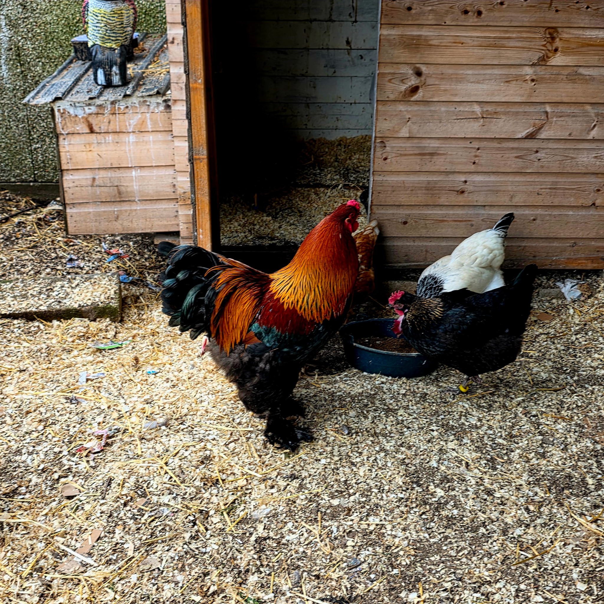 Pure breed Partridge Brahma hatching eggs