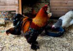Pure breed Partridge Brahma hatching eggs
