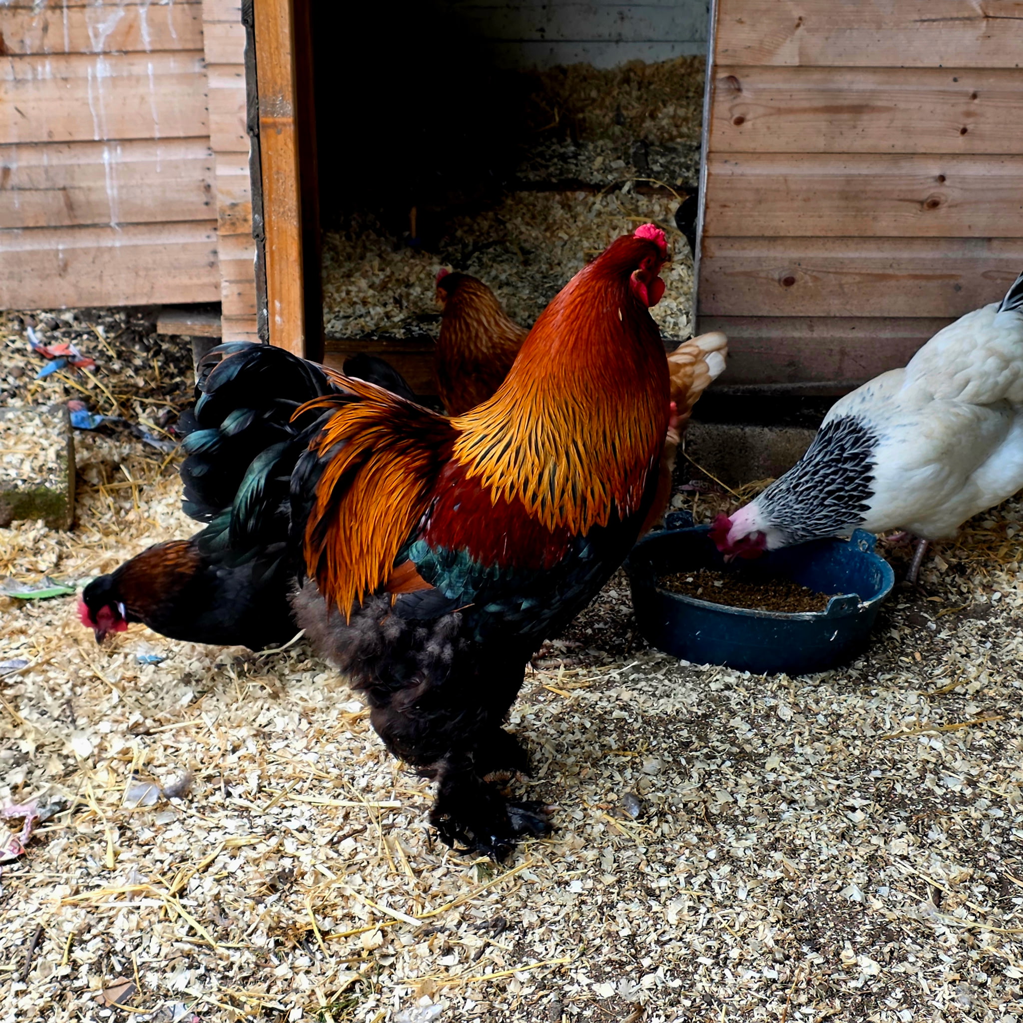 Pure breed Partridge Brahma hatching eggs