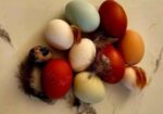 Fertile Micro Serama hatching eggs