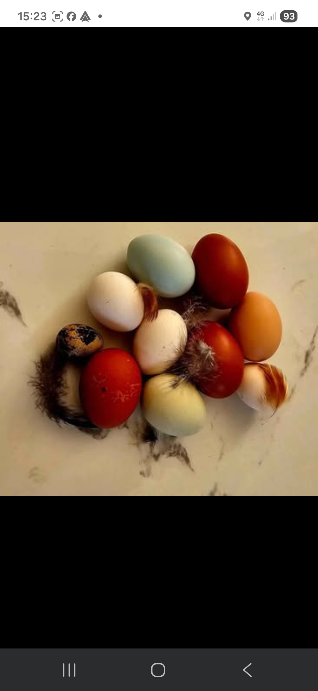 Fertile Micro Serama hatching eggs