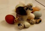 Fertile Micro Serama hatching eggs