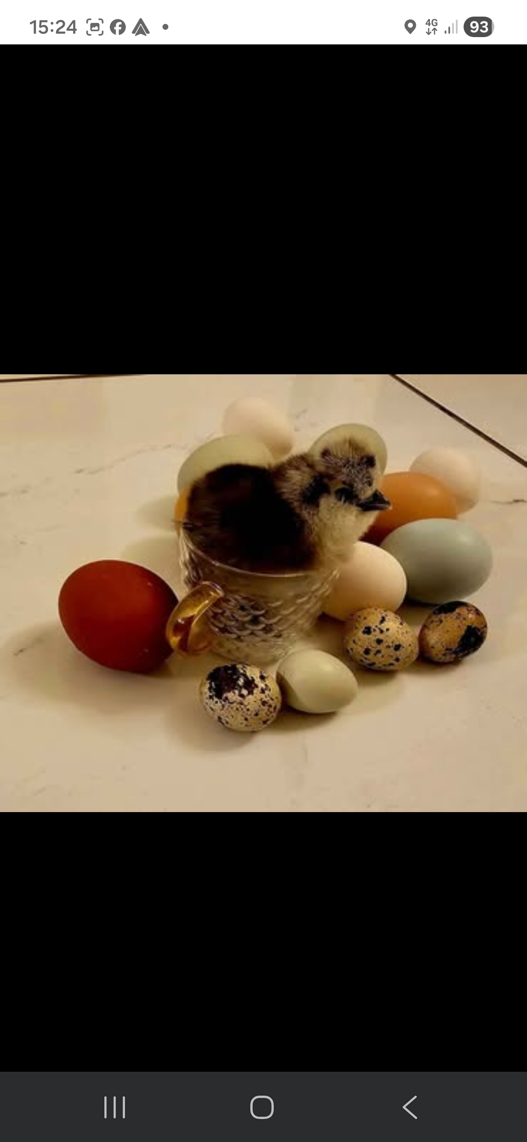 Fertile Micro Serama hatching eggs
