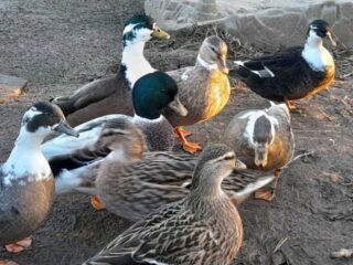 6 x Call ducks