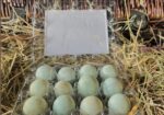 Blue Celadon Coturnix Quail Hatching Eggs (12-15g)