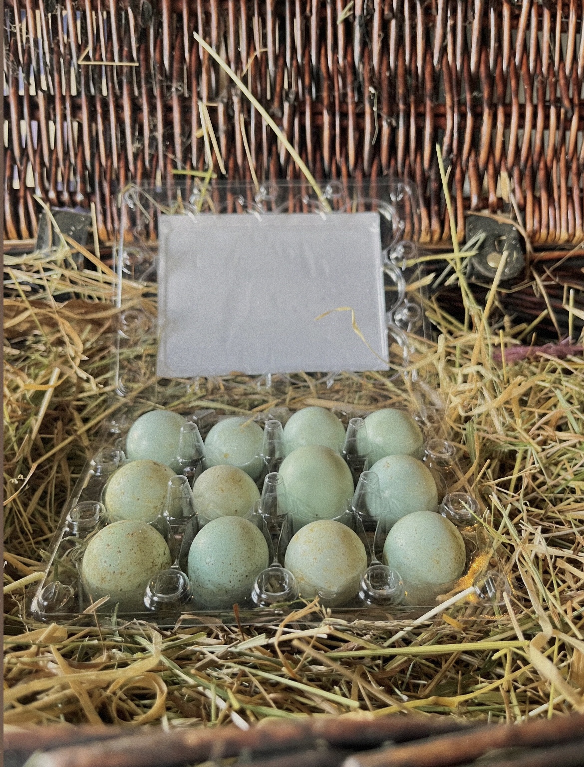 Blue Celadon Coturnix Quail Hatching Eggs (12-15g)