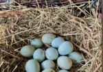 Blue Celadon Coturnix Quail Hatching Eggs (12-15g)