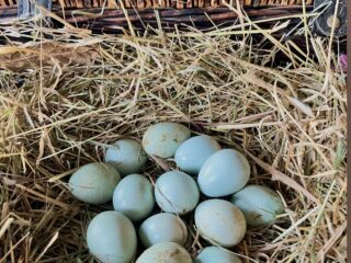 Blue Celadon Coturnix Quail Hatching Eggs (12-15g)