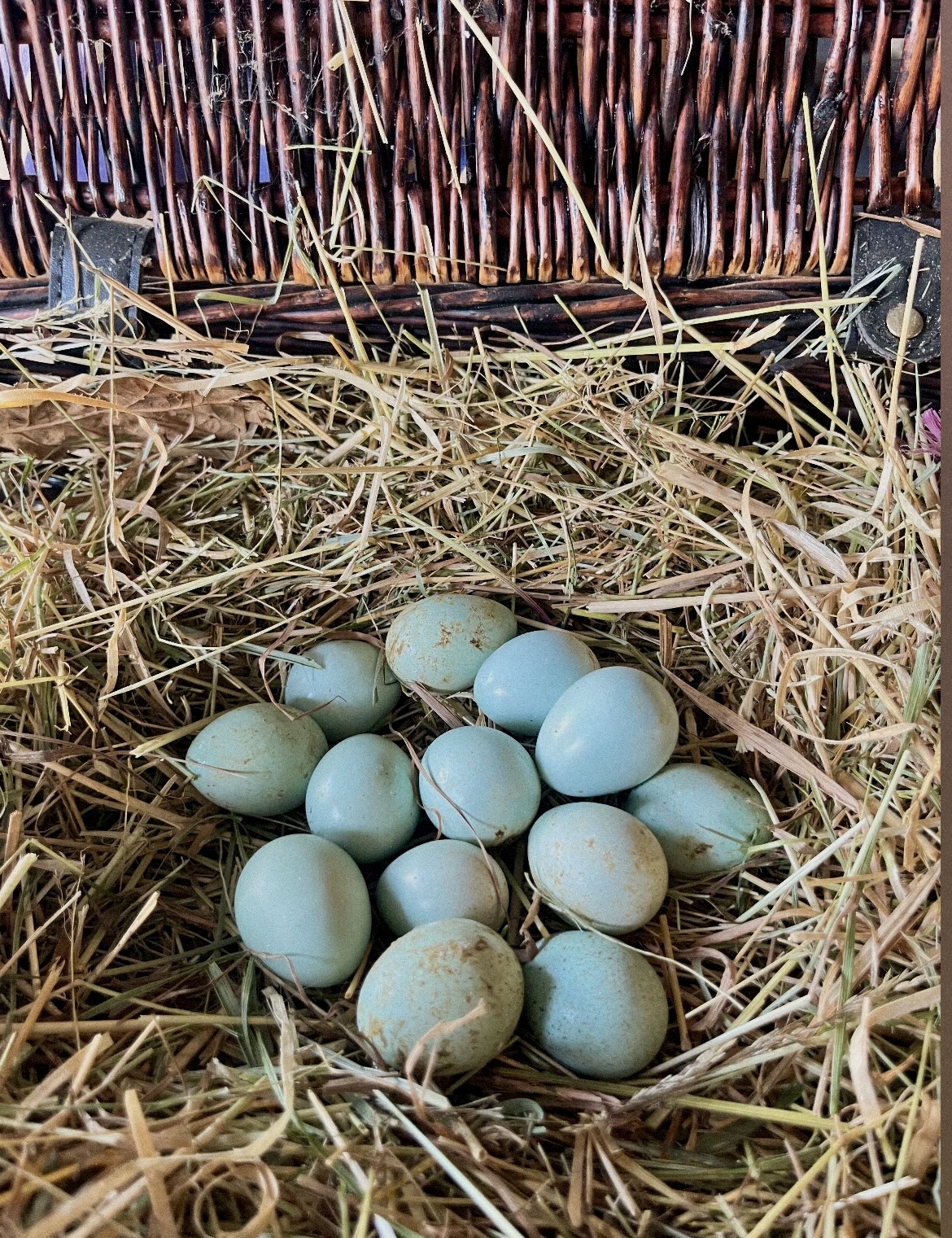 Blue Celadon Coturnix Quail Hatching Eggs (12-15g)